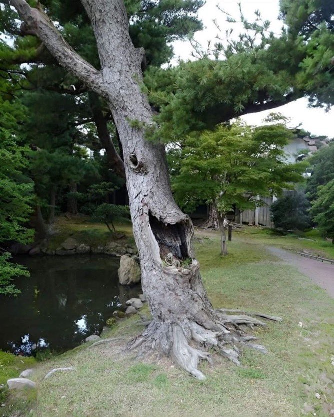 laughingtree.jpg