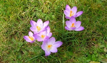 lawn_crocus_open__.jpg