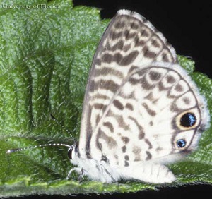 leptotes_cassius02.jpg