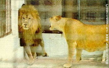 lion_and_lioness_during_marriage.jpg