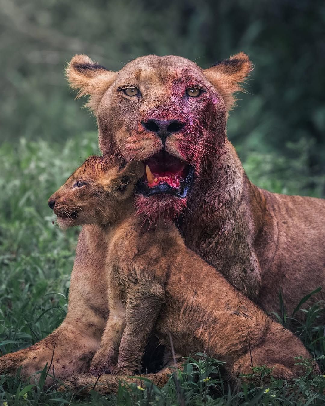 lionandcub.jpg