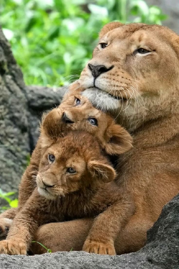 lionfamily.jpg