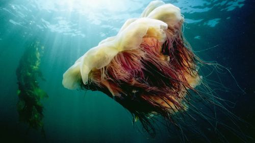 lions-mane-jellyfish-rr.jpg