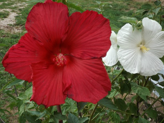 lord-baltimore-hibiscus.jpg