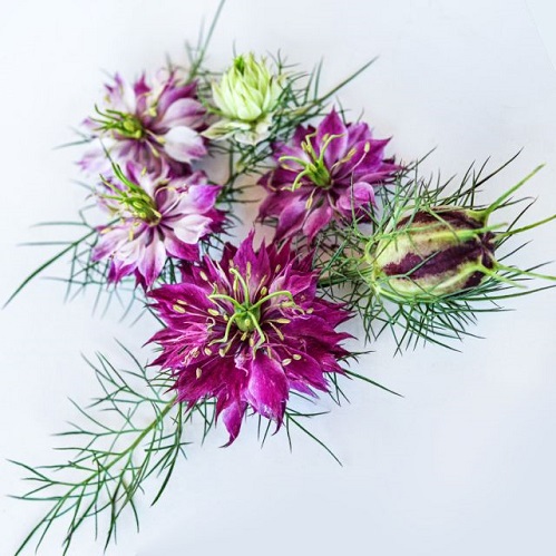 love-in-a-mist2-mulberry-rose-ls.jpg