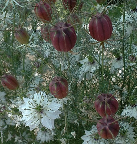 love_in_a_mist_cramer_s_plum_seeds.jpg