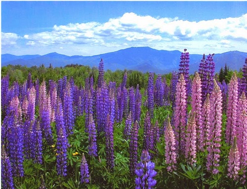 lupine-fiel.jpg