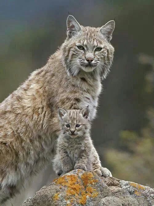lynxandkitten.jpg