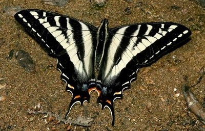 m_Pale_Swallowtail.jpg