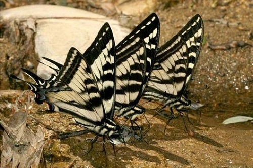 m_Pale_Swallowtail2.jpg