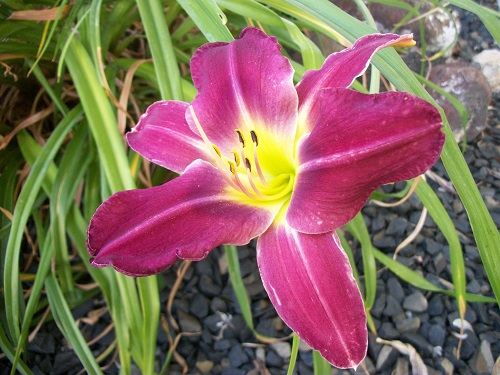 magdaylily.JPG