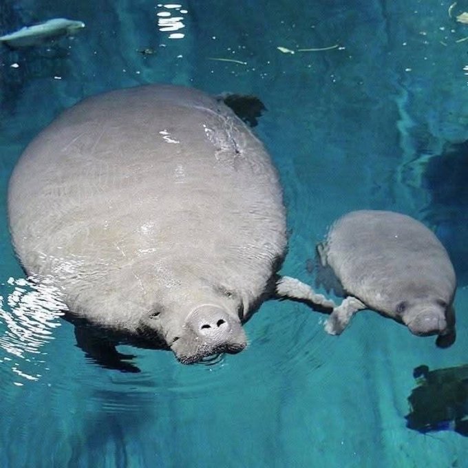 manateeandchild.jpg