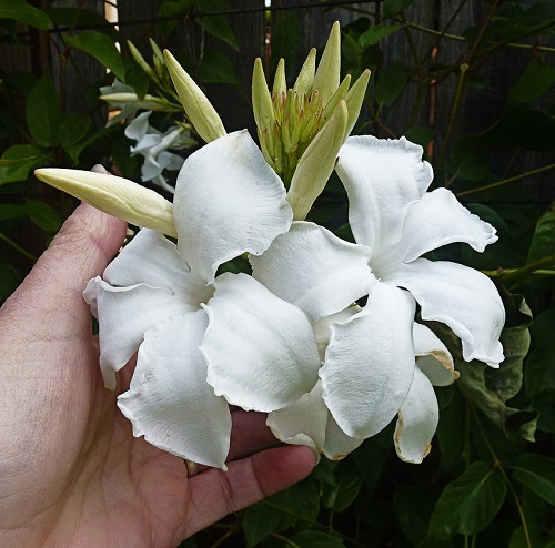 mandevilla_laxa_01.jpg