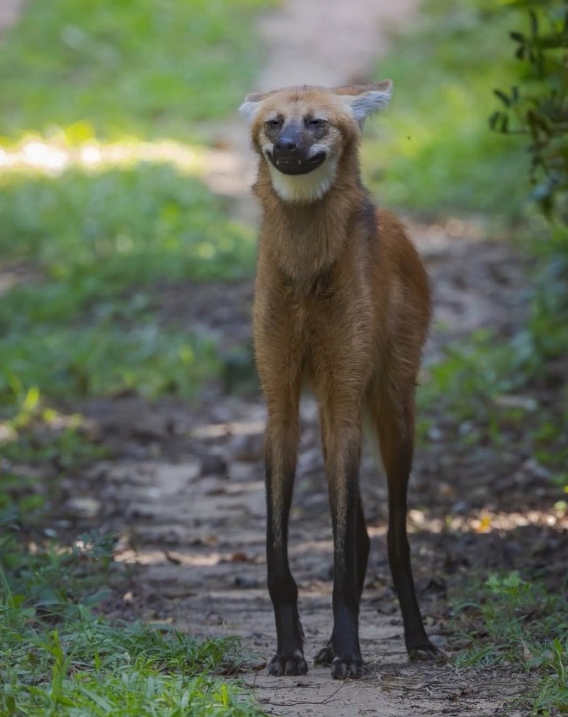 manedwolf.jpg