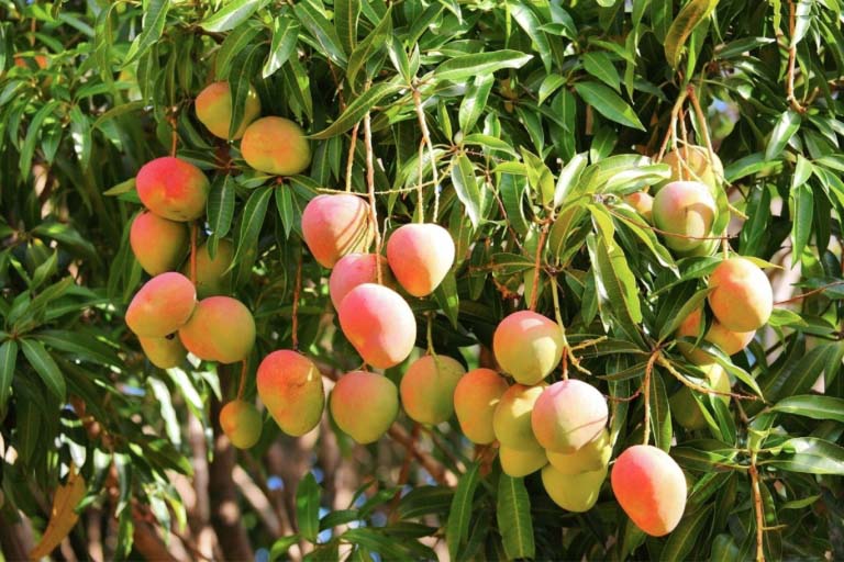 mango-tree.jpg