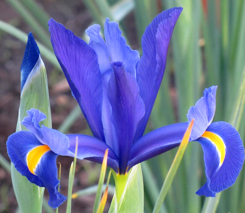 mar27iris1.jpg