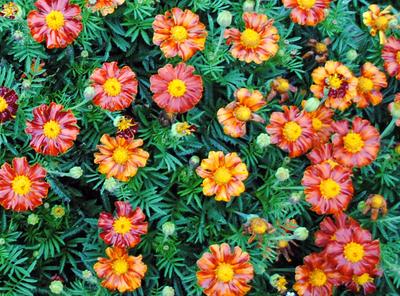 marigold-tashkent.jpg