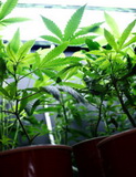 marijuana-062510-m.jpg