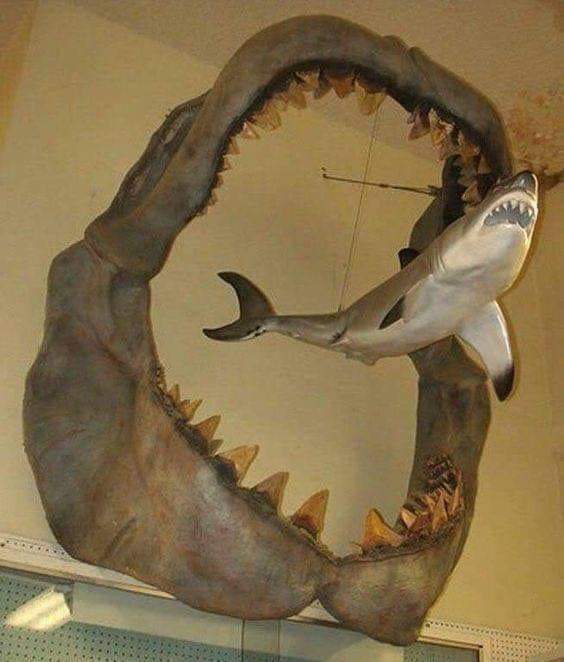 megalodon.jfif