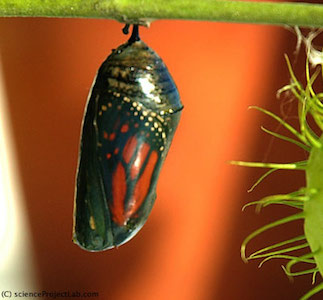 monarch-butterfly-seethroug.jpg