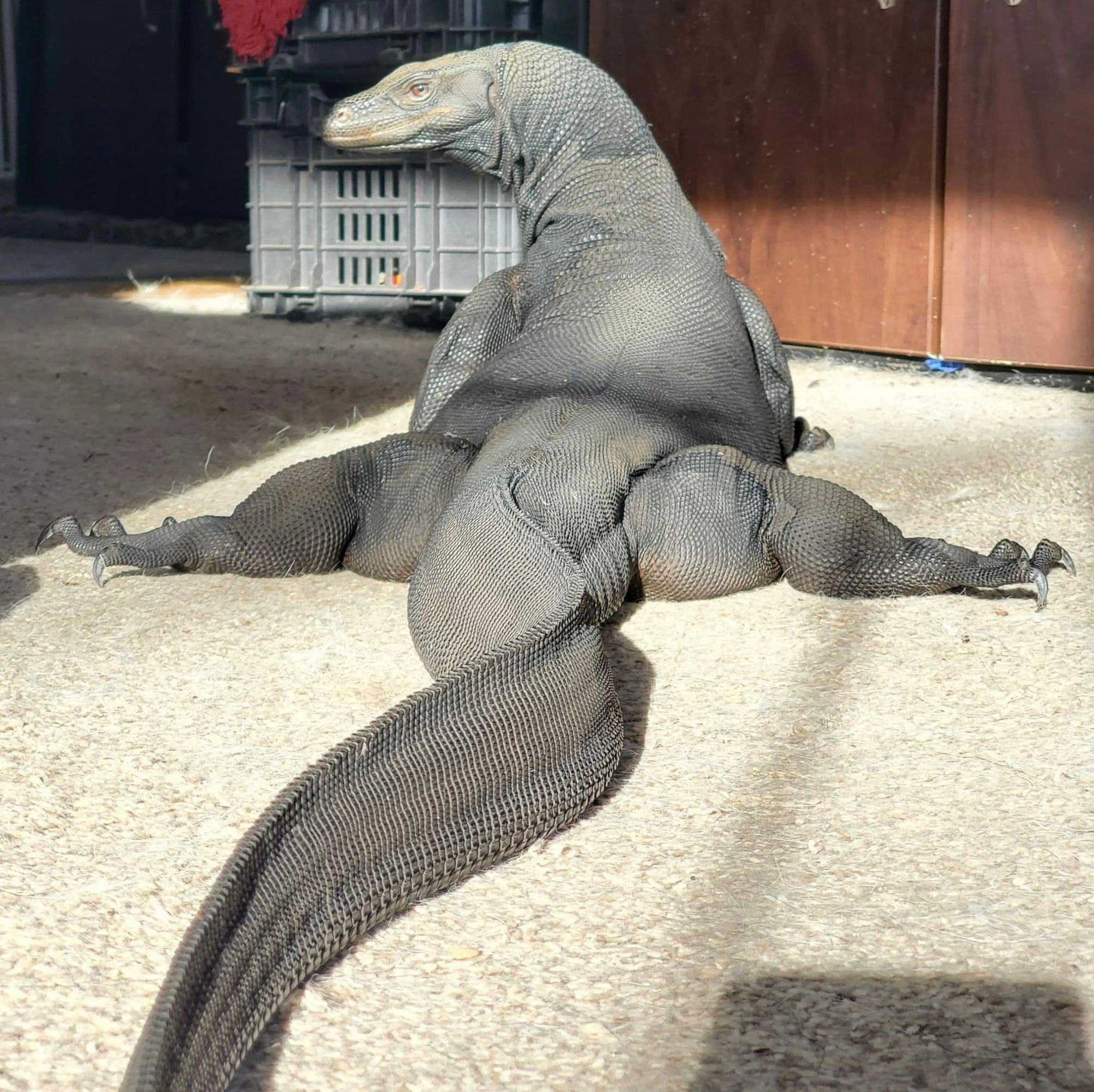 monitorlizard.jpg