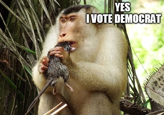 monkeyvote.jpg