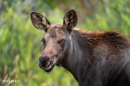 moosesmiling.jpg
