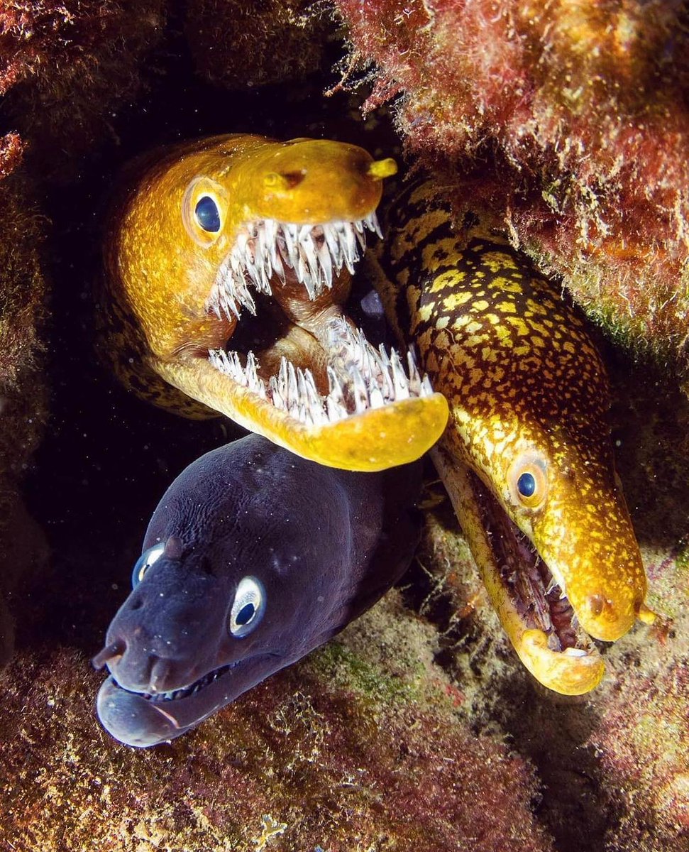 morayeels.jpg