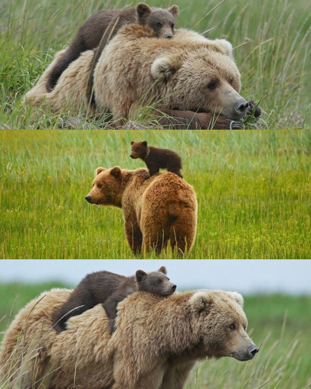 motherbearandcub.jpg