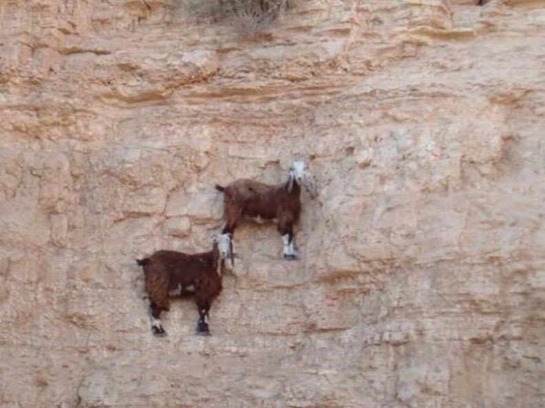 mountaingoats.jpg