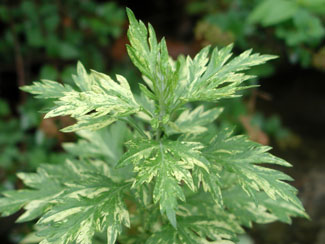 mugwort.jpg