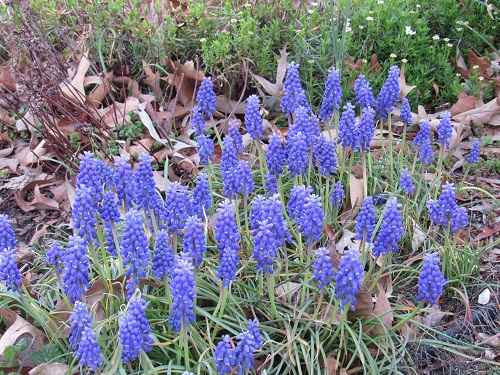 muscari.jpg