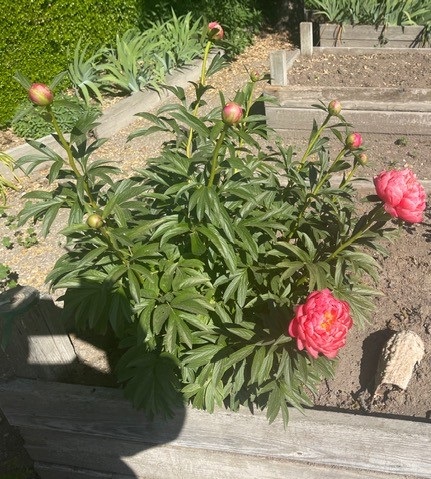 mysterpeony2.jpg