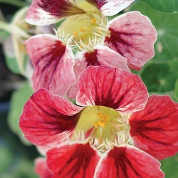 nasturtium-orchid-cre.jpg