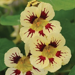 nasturtium-orchid-cream.jpg