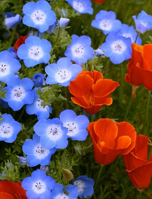 nemophila_05.jpg