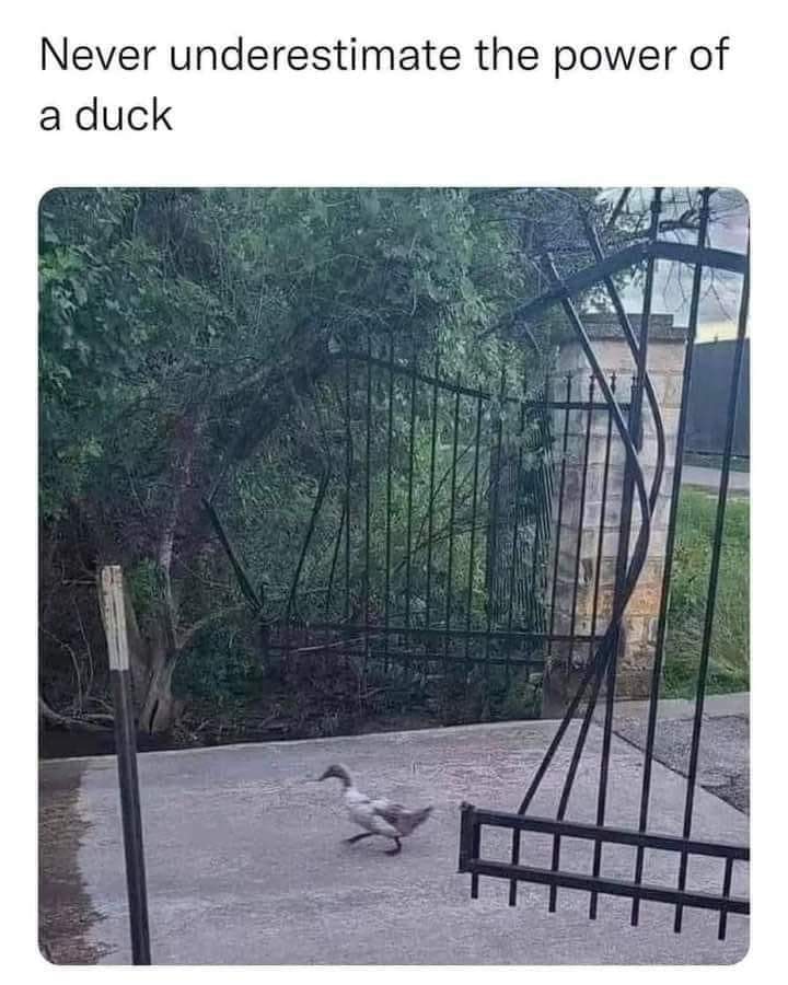 neverunderestimateaduck.jpg