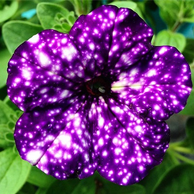 night-sky-petunia-5.jpg