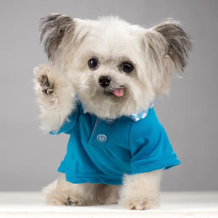 norberttherapydog.jpg
