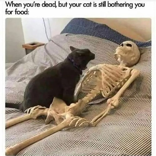 nursercatpic.jpg