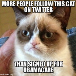 obamacare-more-people-follow-this-cat-twitter-than-signed-fo-politics-1384426406.jpg