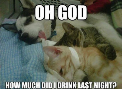 oh-god-how-much-did-i-drink-last-night-funny-dog-memes.jpg