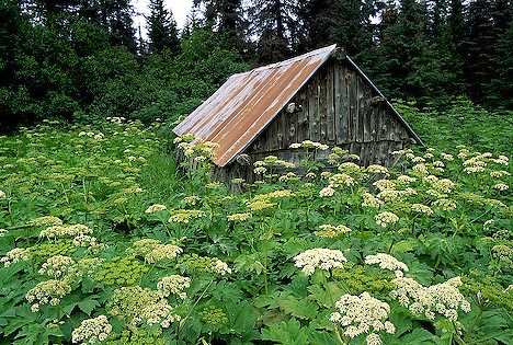 old-barn-surrounded-by-wildflowers_2791.jpg