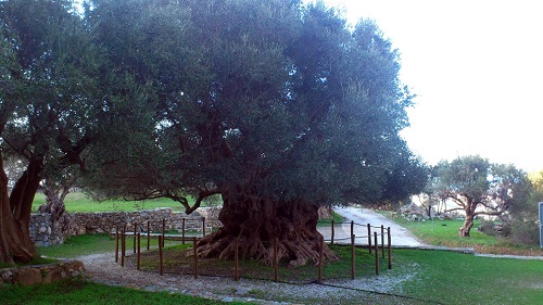 oliverr1.jpg