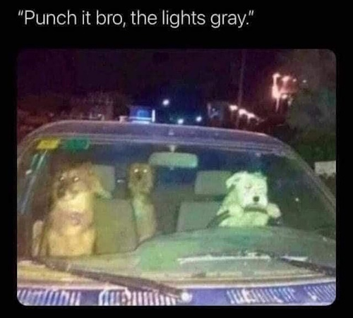 ont-doghouse-driving.jpg
