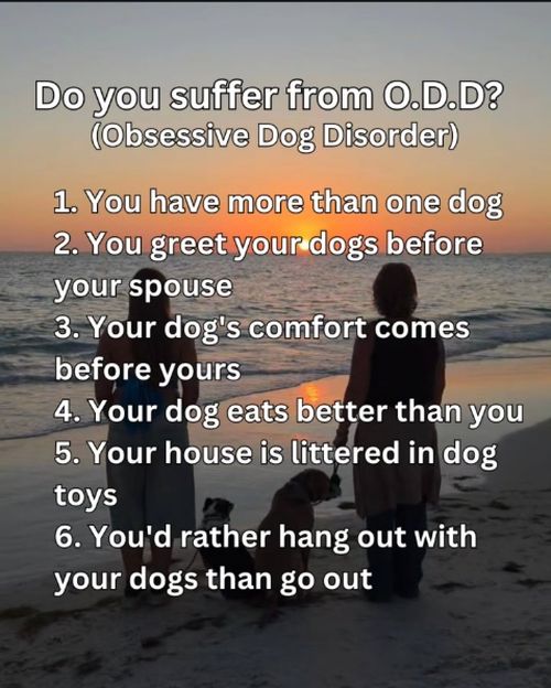 ont-doghouse-odd-rr.jpg