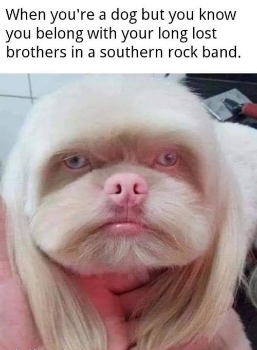 ont-doghouse-souther-rock.jpg