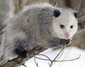 opossum2.jpg