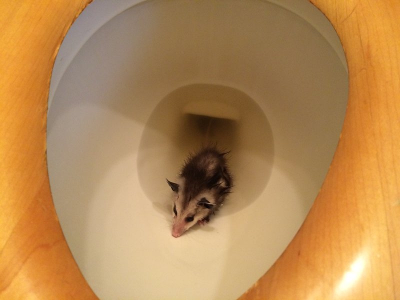 opossum_t.jpg