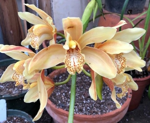 orchiddy.jpg